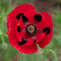 Lady Bird Poppy flowers – poppy seeds in Pakistan | Apnaugao