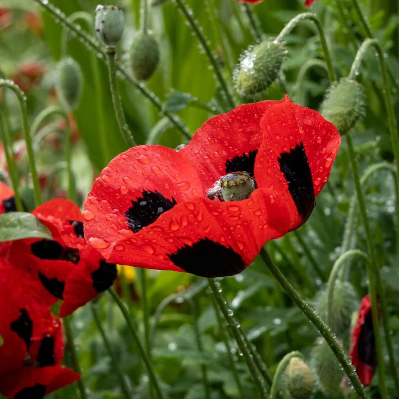 Lady Bird Poppy flowers – poppy seeds in Pakistan | Apnaugao