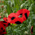 Lady Bird Poppy flowers – poppy seeds in Pakistan | Apnaugao