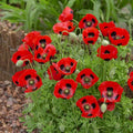 Lady Bird Poppy flowers – poppy seeds in Pakistan | Apnaugao