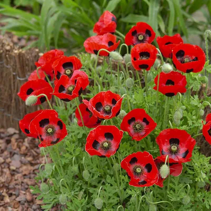 Lady Bird Poppy flowers – poppy seeds in Pakistan | Apnaugao