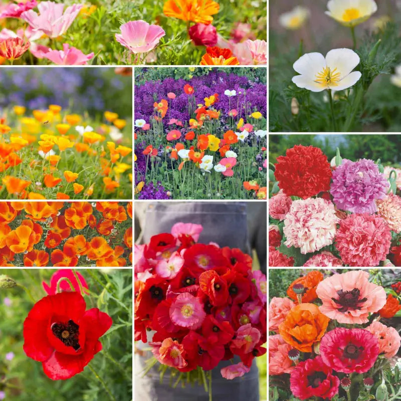 Poppy Wild Power flower seed mix – poppy seeds in Pakistan | Apnaugao