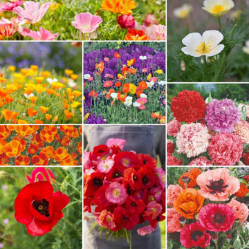 Poppy Wild Power flower seed mix – poppy seeds in Pakistan | Apnaugao