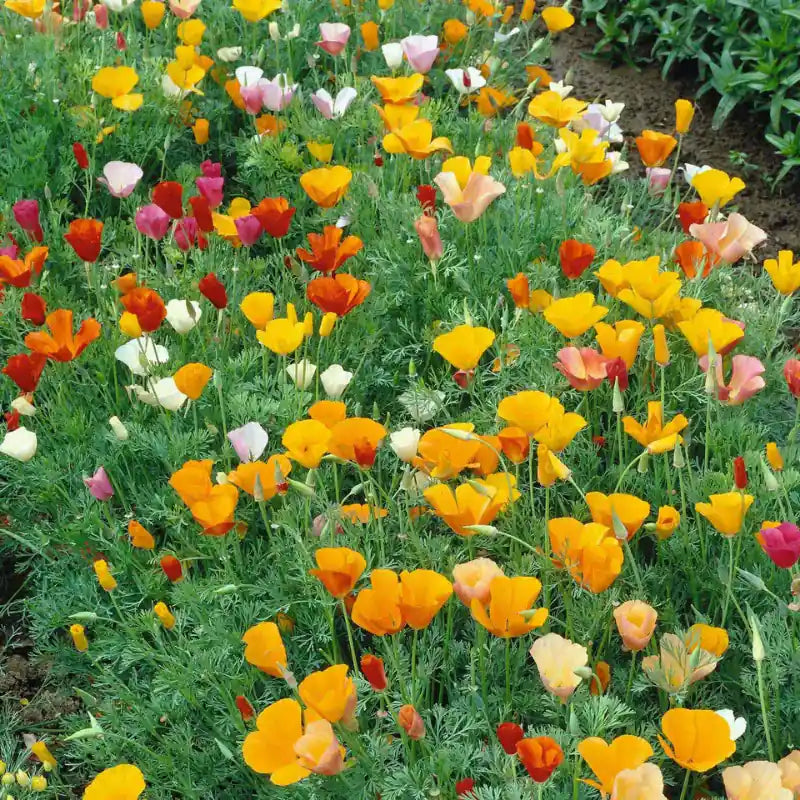 Poppy Wild Power flower seed mix – poppy seeds in Pakistan | Apnaugao