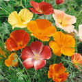 Poppy Wild Power flower seed mix – poppy seeds in Pakistan | Apnaugao