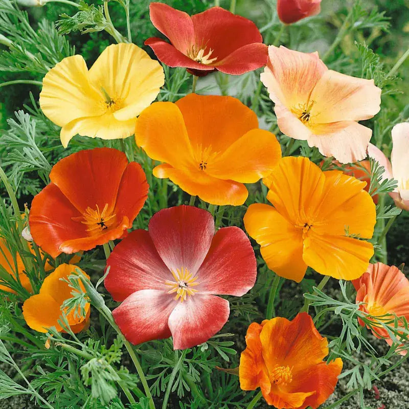 Poppy Wild Power flower seed mix – poppy seeds in Pakistan | Apnaugao