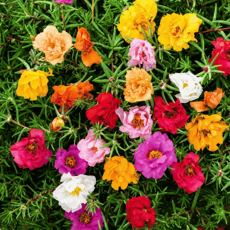 gul-e-dophar flower seeds double mix - buy in pakistan
