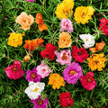 gul-e-dophar flower seeds double mix - buy in pakistan