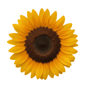 professional sunflowers seeds for cut flowers