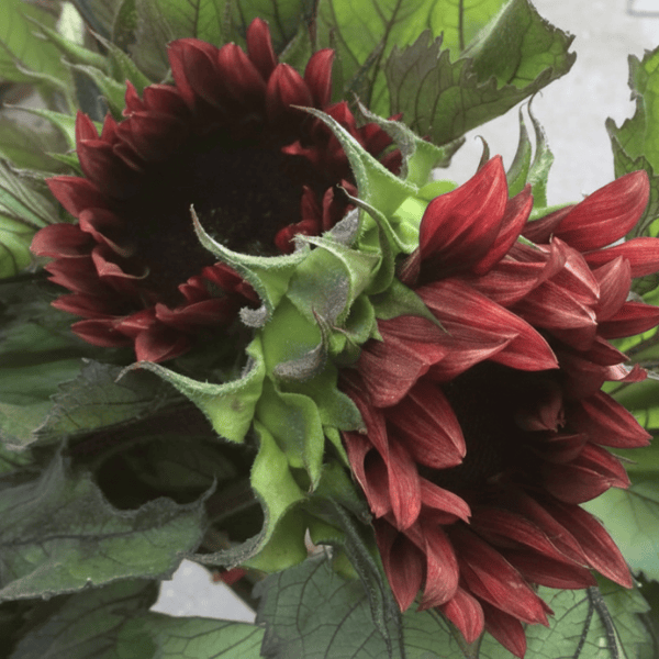 Red Sunflowers seeds for homegardening in Pakistan