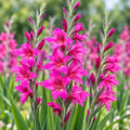 Close-up of Purple Queen gladiolus flowers with magenta petals