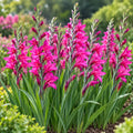 Purple Queen gladiolus plants in full bloom in a garden
