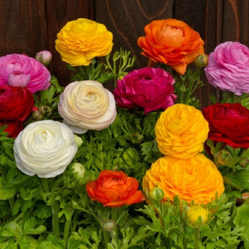 Ranunculus Bloomingdale Series F1 Hybrid Flower Seeds – Premium Cut Flowers