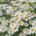 buy rare crazy flower seeds in Pakistan by apnaugao