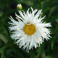 buy crazy daisy flower seeds in Pakistan