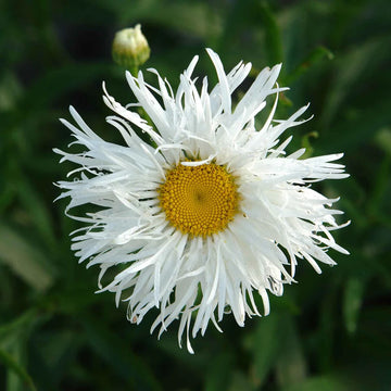 buy crazy daisy flower seeds in Pakistan