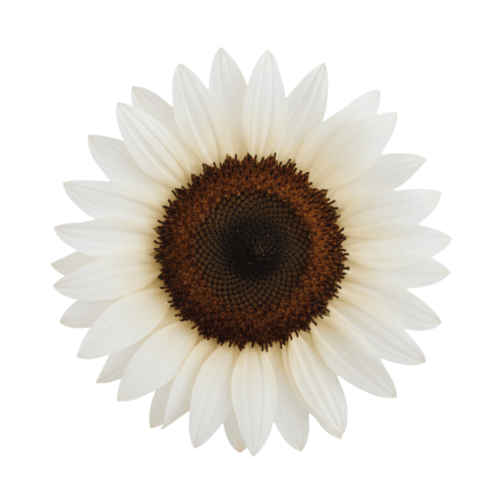 White sunflower with a brown center on a white background