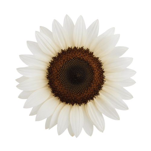 ProCut® White Nite Sunflower Seeds – Pure White Elegance