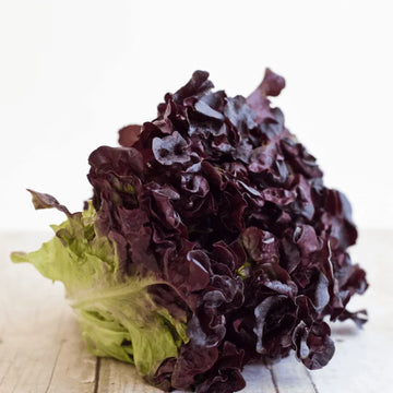 Fresh red leaf lettuce with purple-green leaves