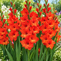 Red Valentine gladiolus flower bulbs available in Pakistan - tall red gladiolus in full bloom