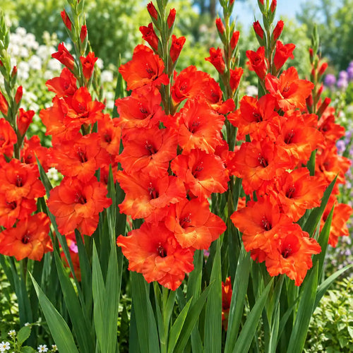 Red Valentine gladiolus flower bulbs available in Pakistan - tall red gladiolus in full bloom