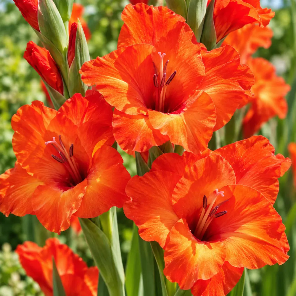 Close-up of Red Valentine gladiolus flowers with bright orange-red petals