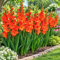 Red Valentine gladiolus plants blooming along a garden border, grown from bulbs