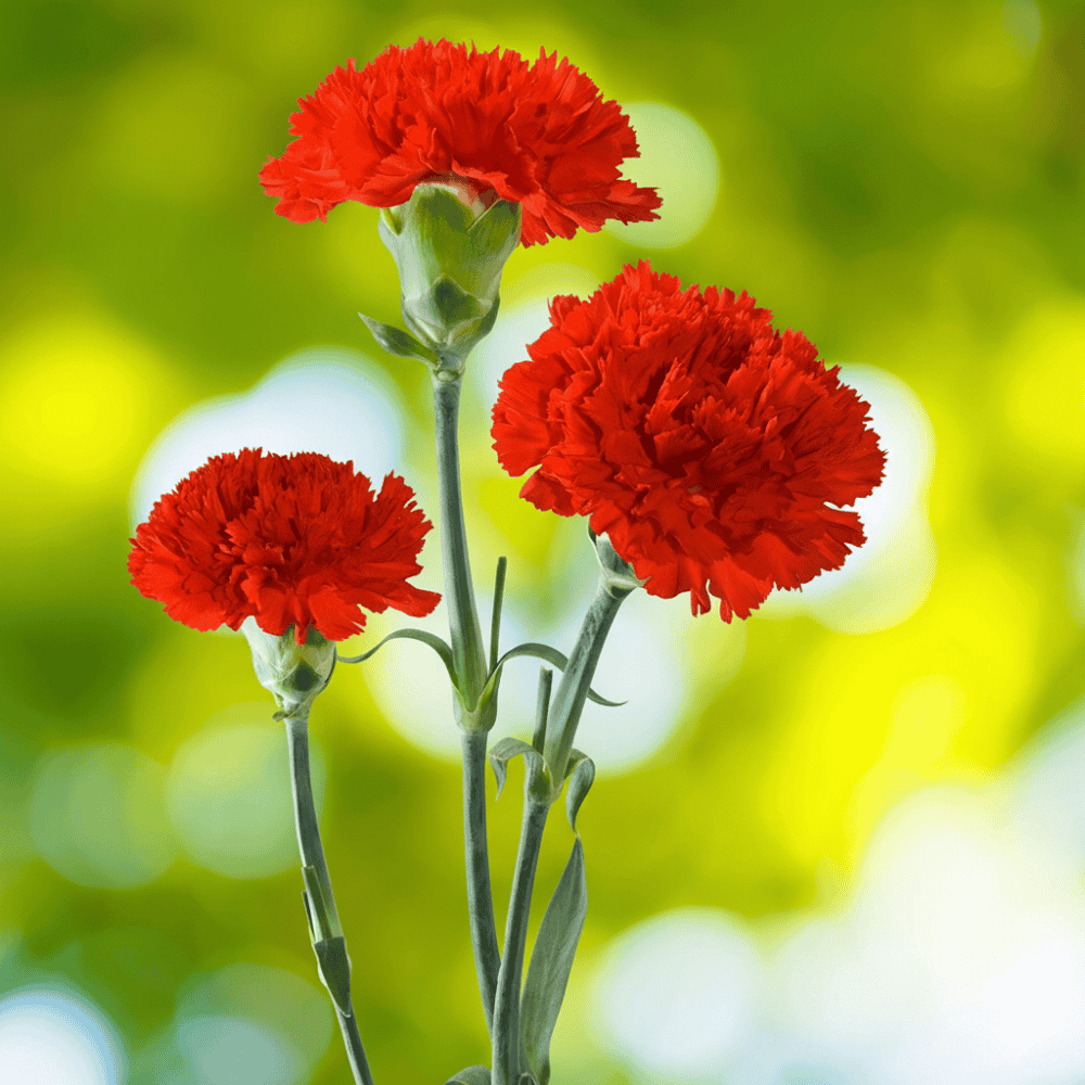 Three red carnation flowers with a blurred green and yellow background