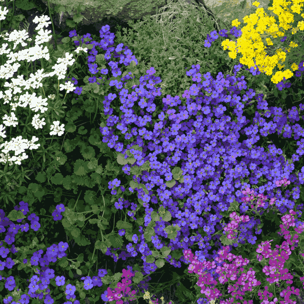 rockery plant seeds Mixed Flower Seeds For Rockeries