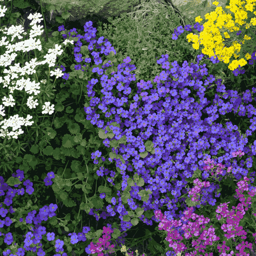 Mixed Flower Seeds For Rockeries
