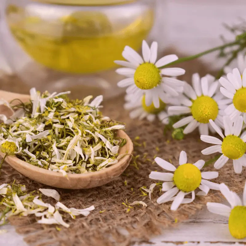 grow own roman chamomile seeds at home