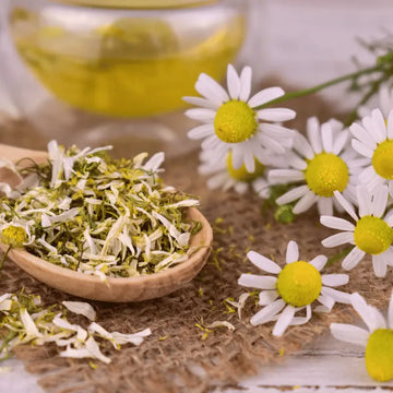 grow own roman chamomile seeds at home