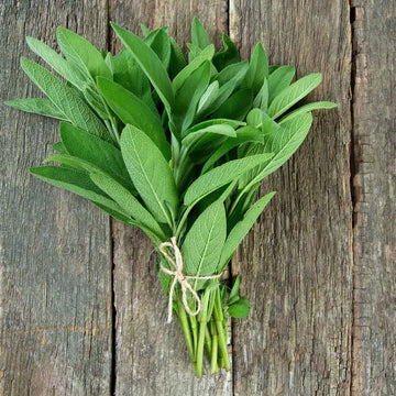 Sage Seeds – Aromatic Culinary & Medicinal Herb