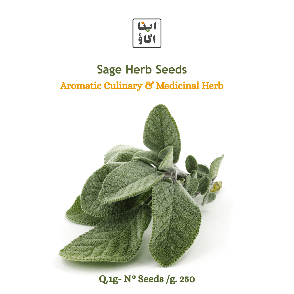 Sage Seeds - Apnaugao