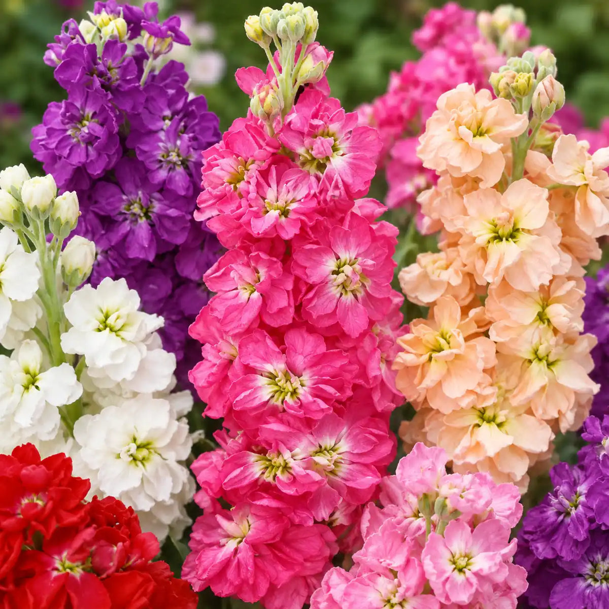 Buy Sakata Double Stock Flower Seeds in Pakistan