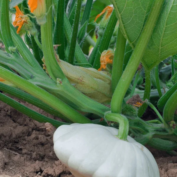 Heirloom Scallop summer squash mix – white, yellow, pale green patty pan – ApnaUgao
