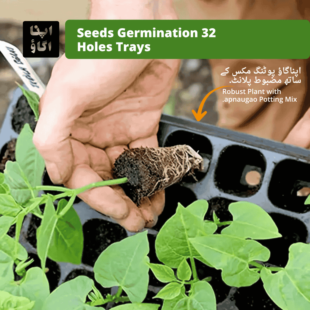 Set of 10-seeds germination 32 holes cells with drainage holes on a white background
