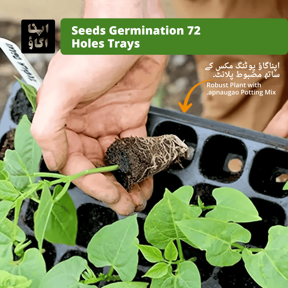Black seeds germination trays with drainage holes on a white background