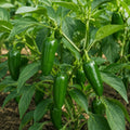 buy serrano hot pepper in pakistan available on apnaugao.com