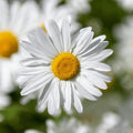 Shasta Daisy Silver Princess seeds – compact white daisy flower seeds in Pakistan – ApnaUgao