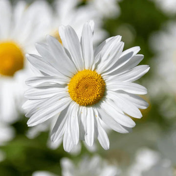 Shasta Daisy Silver Princess seeds – compact white daisy flower seeds in Pakistan – ApnaUgao