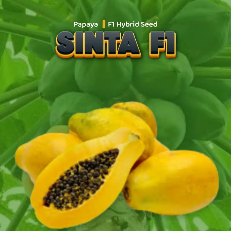 Papaya F1 Hybrid Seed 5 seeds pack for home gardening