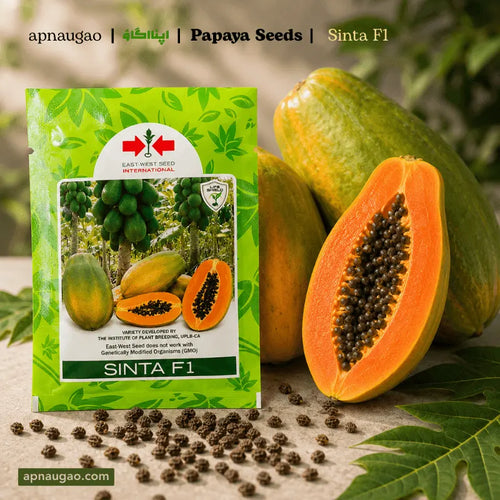 Sinta Papaya F1  Hybrid Seeds – Tropical Fruit Plant