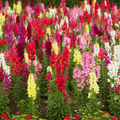 antirrhinum flower seeds