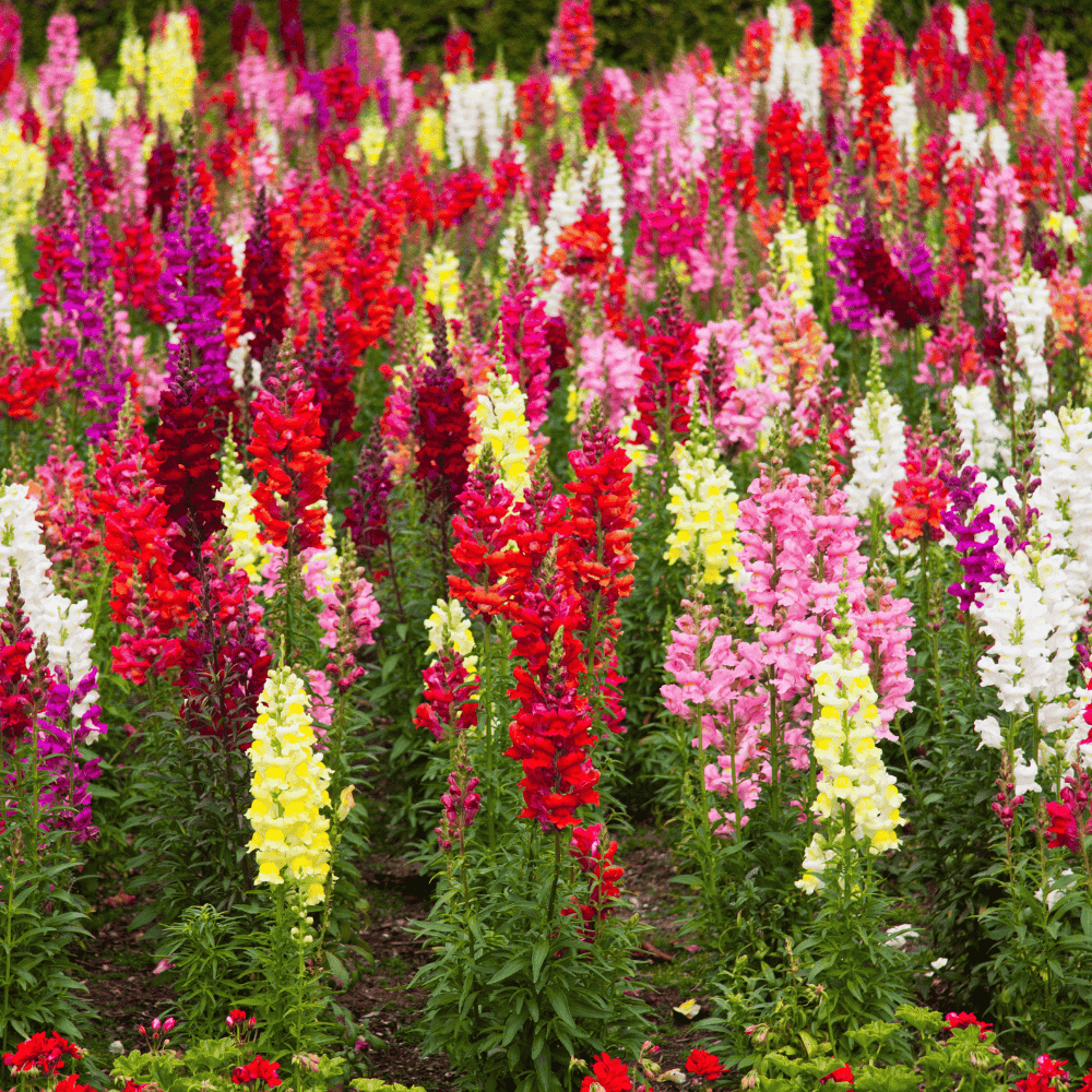 antirrhinum flower seeds