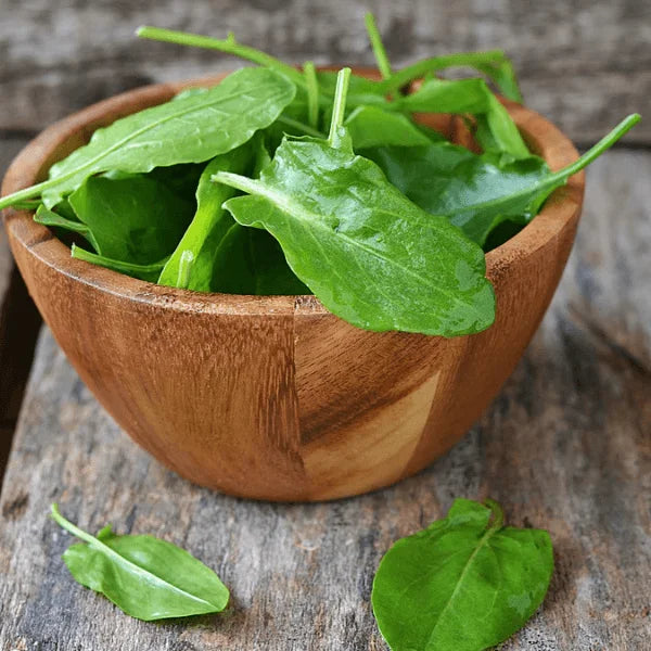 Sorrel herb seeds – fast-growing tangy lemon-flavoured leafy herb in Pakistan – ApnaUgao