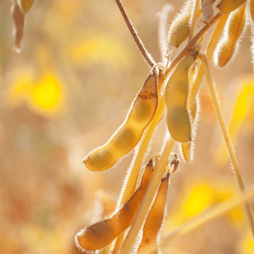 Heirloom Soybean (Soya) Seeds – Nutritious Non-GMO Legume