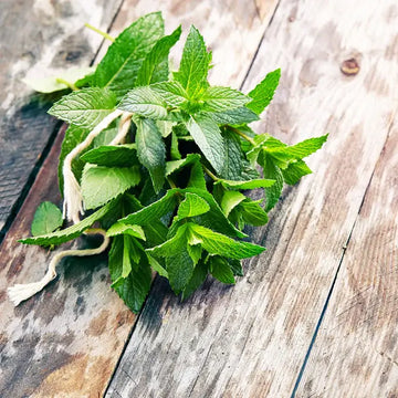 Spear Mint (Pudina) Seeds – Classic Refreshing Herb