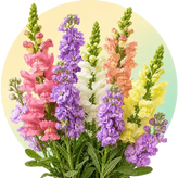 Stock and snapdragon flower seeds in Pakistan