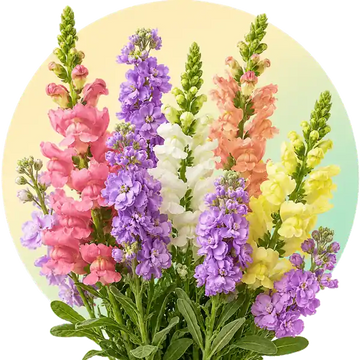 Stock and snapdragon flower seeds in Pakistan